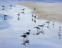 Many Birds Fine Art Print