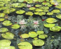 Lilly Pond Fine Art Print