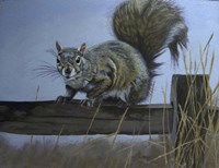 Squirrel Fine Art Print
