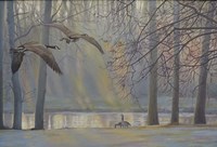 Geese An Pond Fine Art Print