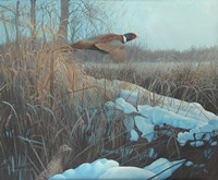 Pheasent Fine Art Print
