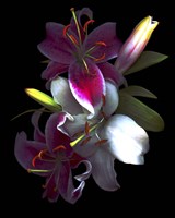 Lilies Fine Art Print