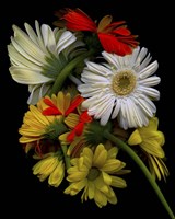 Daisies Fine Art Print