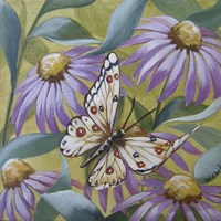 Large Butterfly and Echinacea Fine Art Print