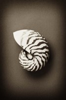 Conch Shell Fine Art Print