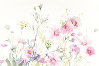 Queen Annes Lace and Cosmos on White Fine Art Print