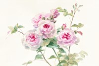 Sweet Roses on White Green Fine Art Print