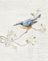 Nuthatch Vintage v2 Fine Art Print