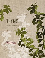 Organic Thyme No Butterfly Framed Print