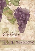 Montalcino Sangiovese 2 Fine Art Print