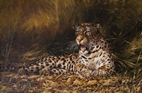 Leopard Fine Art Print