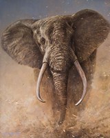 Elephant Fine Art Print