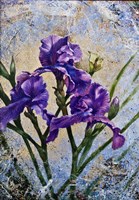 Violet Flowers Fine Art Print
