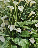 Callas Fine Art Print