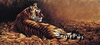 Reclining Tiger Fine Art Print