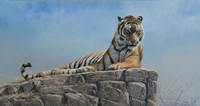 Tiger on Rock Fine Art Print