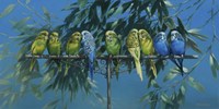 Budgies Fine Art Print