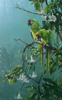 Buffons Macaws Fine Art Print