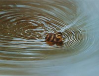 Duckling Fine Art Print