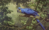 Hyacinth Macaw Fine Art Print