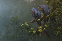 Blue Parrots Fine Art Print