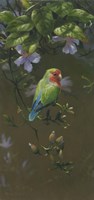 Peach Faced Lovebird 2 Fine Art Print