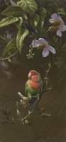 Peach Faced Lovebird Fine Art Print
