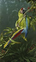 Green Parrot Fine Art Print