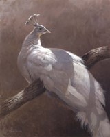 Royal Fine Art Print