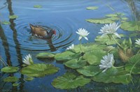 Moorhen Fine Art Print