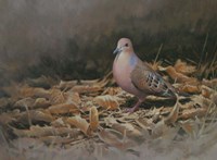 Mourning Dove Fine Art Print