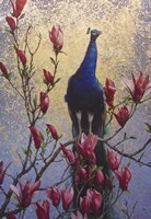 Peacock Fine Art Print