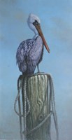 Pelican Fine Art Print