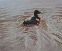 Pochard 2 Fine Art Print