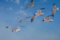 Poetry In Motion Fine Art Print