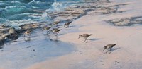 Sanderlings Fine Art Print