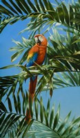 Scarlet Macaw 1 Fine Art Print