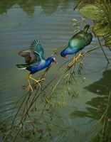 The Mating Game Fine Art Print