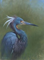 Tricolour Egret Fine Art Print