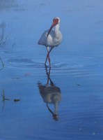 White Ibis Fine Art Print