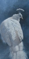 White Peahen Fine Art Print