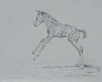 Foal Sketch Fine Art Print