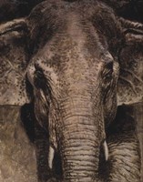 Elephant Portrait Fine Art Print