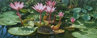 Lily Pond Fine Art Print