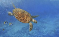 Sea Turtle Fine Art Print