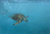 Turtle 2 Fine Art Print