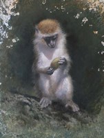 Curious Monkey Fine Art Print