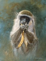 Green Monkey Study Fine Art Print