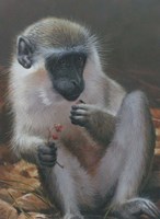 Monkey 2 Fine Art Print