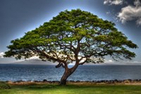 Majestic Fine Art Print